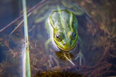 A beautiful common green water frog enjoying sunbathing in a natural habitat at the forest pond. 