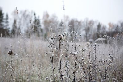 Close-up of frozen plants on field against sky