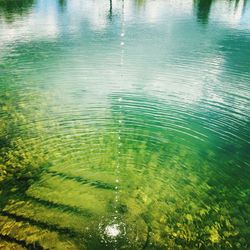 Reflection of trees in water