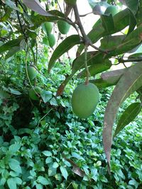 Close-up of fruits hanging on tree