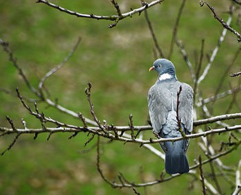 Rear view of bird perching on branch