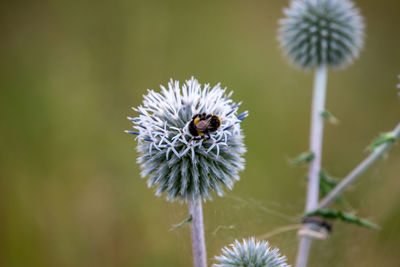 White pompom thistles with a bumblebee close