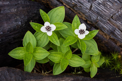 Close-up of white flowers blooming outdoors