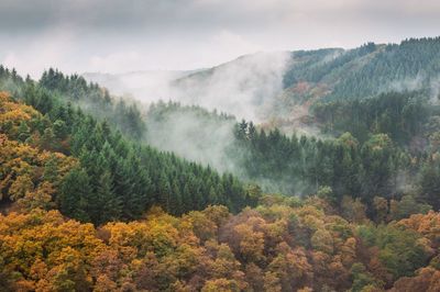 Scenic view of forest against sky during autumn