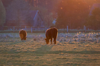 Horses on field