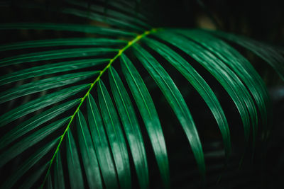 Close-up of green leaves