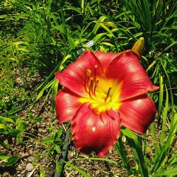 Close-up of red flower blooming on field