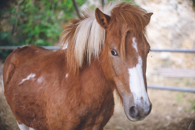 Cute brown-haired pony with white nose and legs japanese farm