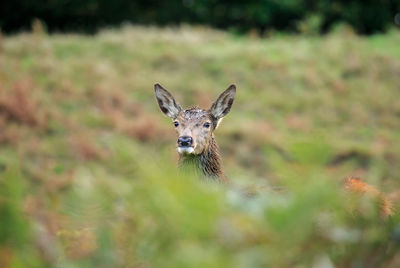 Deer standing on field