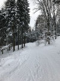 Trees on snow covered landscape