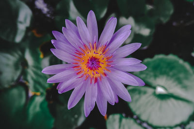 Close-up of purple flower