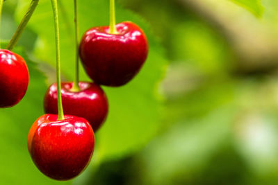 Close-up of cherries growing on plant