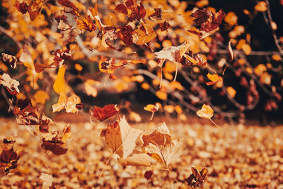 Autumnal orange yellow golden leaves fall to the ground in light autumn winds in the sunlight