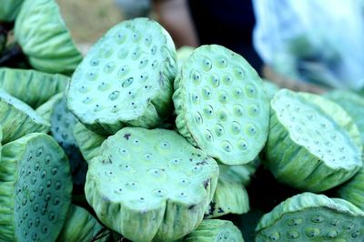 Full frame shot of lotus water lily