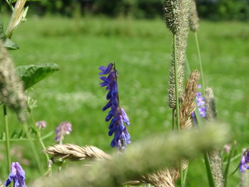 Close-up of purple flowering plants growing on field