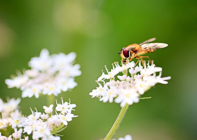 Close-up of bee pollinating on flower