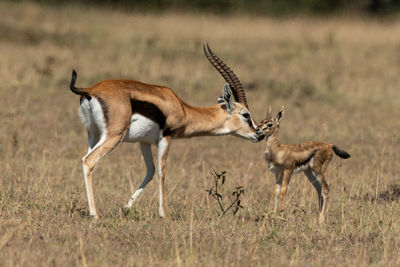 Gazelles on field