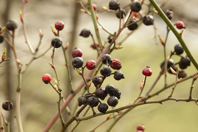 Close-up of berries growing on tree