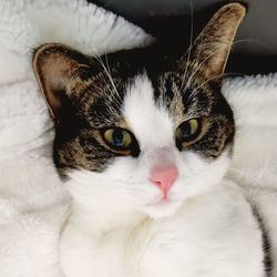 Close-up portrait of a cat