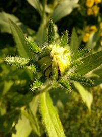 Close-up of insect on leaf