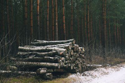 Stack of logs in forest