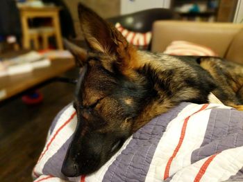 Close-up of a dog sleeping at home