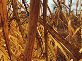 Close-up of dried plant on field