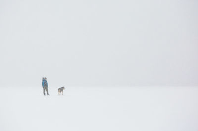 Anonymous person and siberian husky dog while walking on white snow during storm on cold winter day in nature