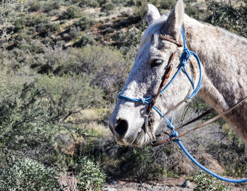 Horse standing on field