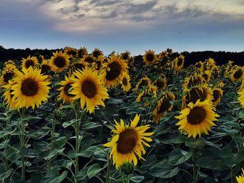 Close-up of sunflowers on field