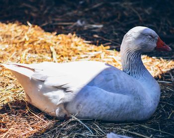 Close-up of bird sitting on straw