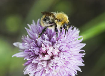 Close-up of honey bee on purple flower
