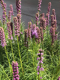 Close-up of purple flowering plants on field