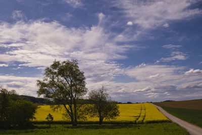 Scenic view of agricultural field against sky