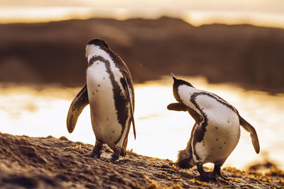 Close-up of penguins standing at beach during sunset