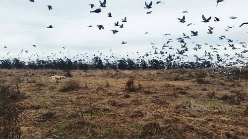 Flock of birds flying in the sky