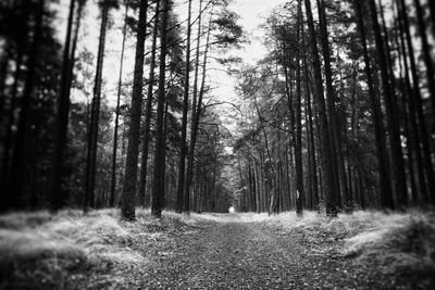 Trees in forest