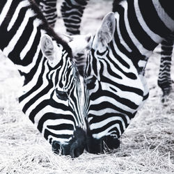 View of two zebra
