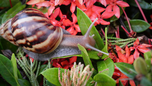 Close-up of snail on plant