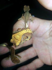 Close-up of hand holding yellow leaf