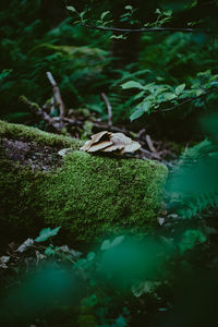 Moss growing on rocks