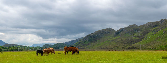 Horses grazing in a field