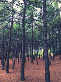 Trees in forest