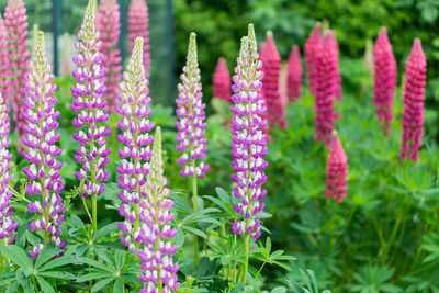 Close-up of pink flowering plants