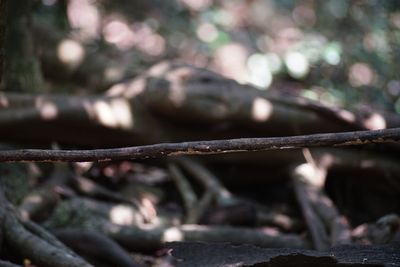 Close-up of barbed wire fence in forest