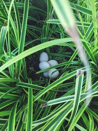 High angle view of grass