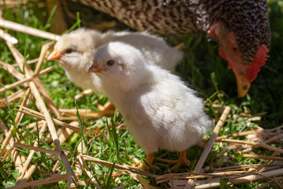 Close-up of a bird