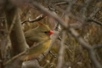 Close-up of an animal