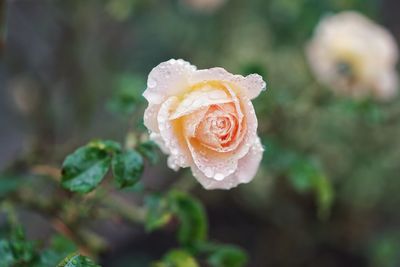 Close-up of wet rose blooming outdoors