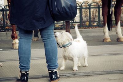 Low section of man standing with dog